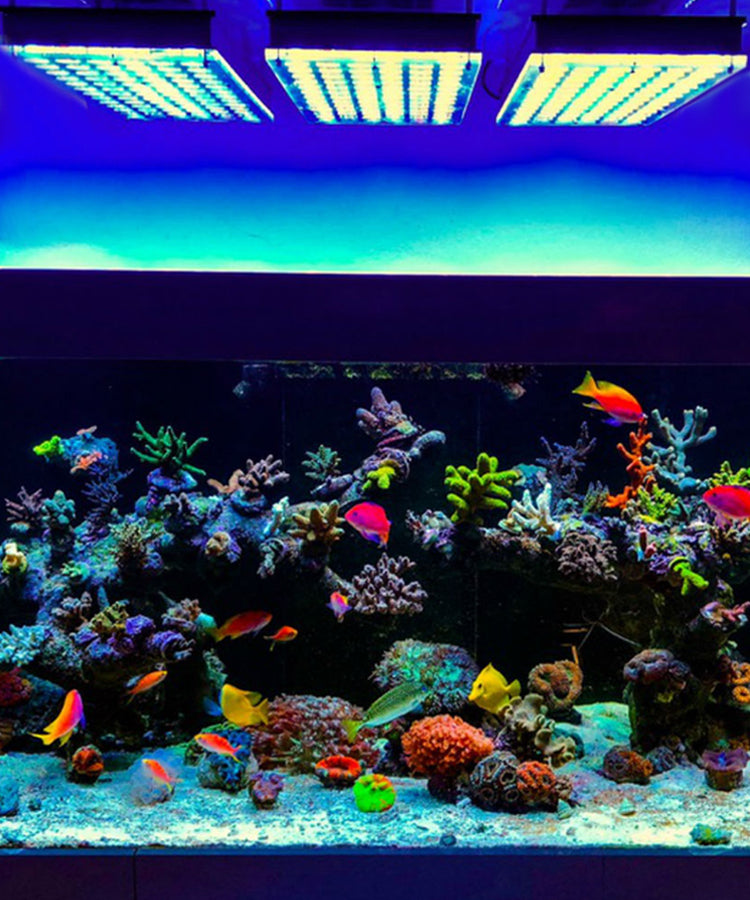 LED-Aquarium-Lighting